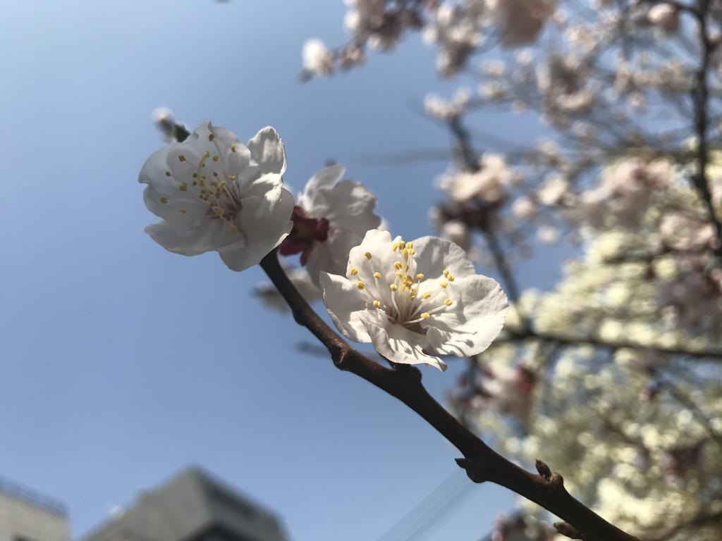 Naru Guesthouse Seoul Ngoại thất bức ảnh